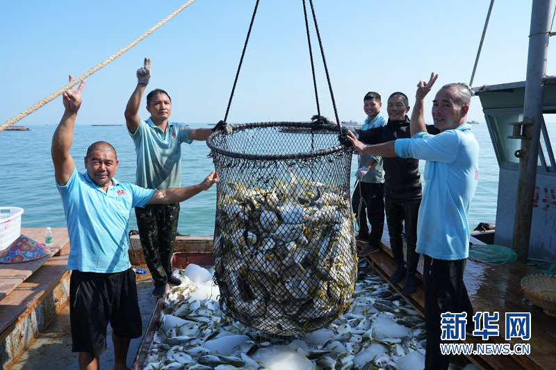 乡村振兴在行动｜“一条鱼”撬动百亿元产业 广东湛江金鲳厚积薄发