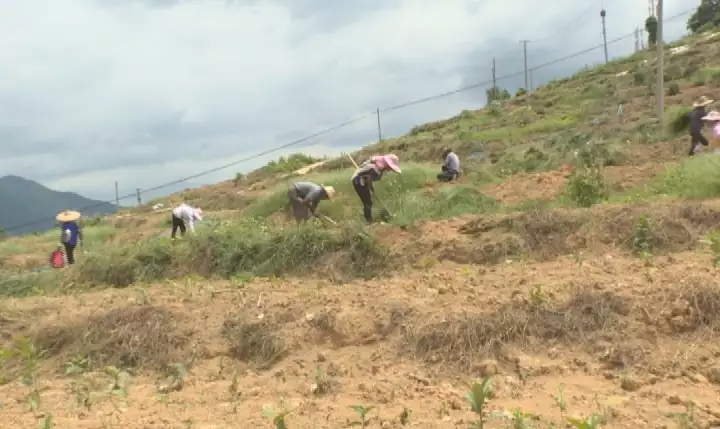 贺州市昭平县做大做强中草药产业 拓宽群众增收路子播报文章