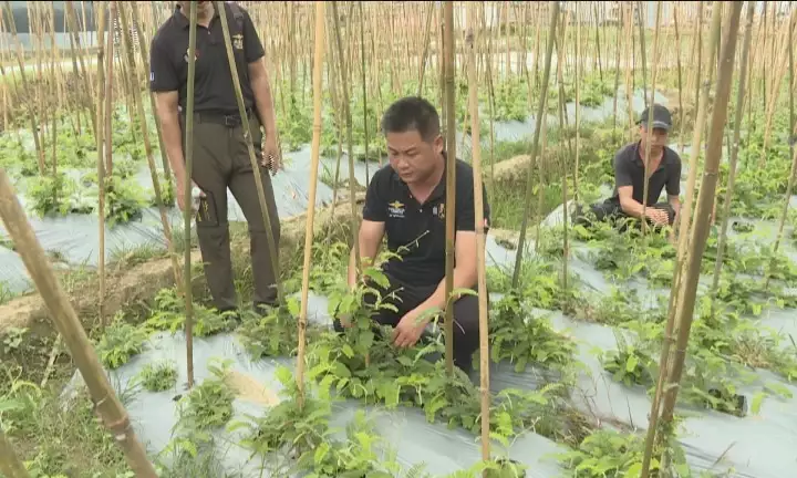 致富种植鸡血藤图片_鸡血藤种植致富_致富种植鸡血藤怎么样