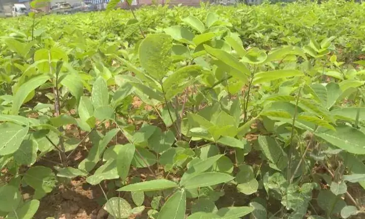 致富种植鸡血藤怎么样_致富种植鸡血藤图片_鸡血藤种植致富