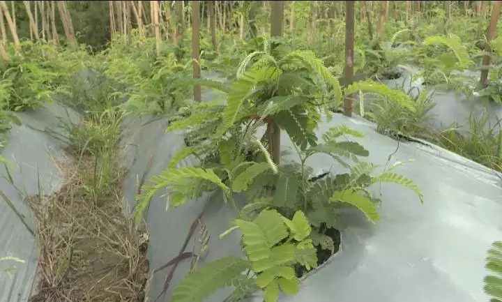 致富种植鸡血藤图片_鸡血藤种植致富_致富种植鸡血藤怎么样