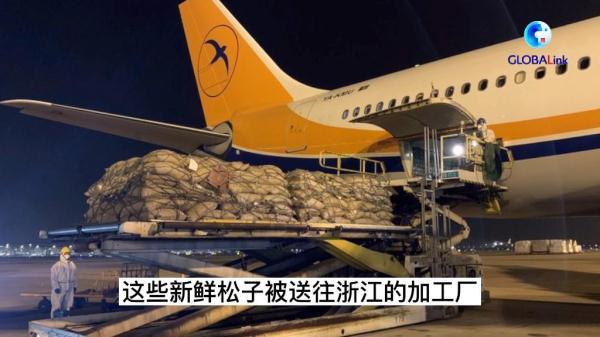 松籽育苗_致富经松子育苗视频_松子苗怎么种植方法