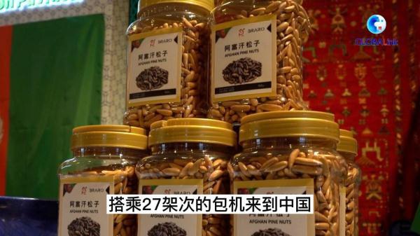 致富经松子育苗视频_松籽育苗_松子苗怎么种植方法