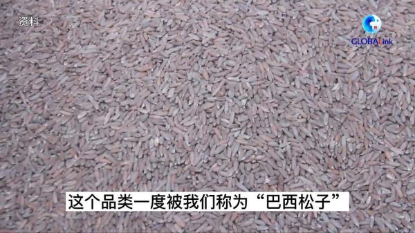 松籽育苗_松子苗怎么种植方法_致富经松子育苗视频