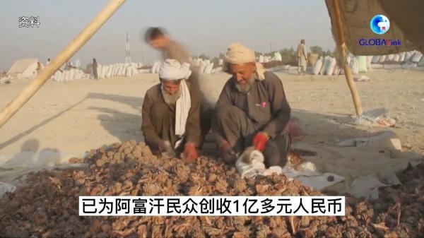 致富经松子育苗视频_松子苗怎么种植方法_松籽育苗