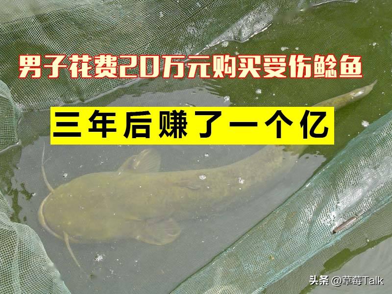 养殖鲶鱼利润多大_cctv7 致富经鲶鱼养殖_养殖鲶鱼赚钱吗