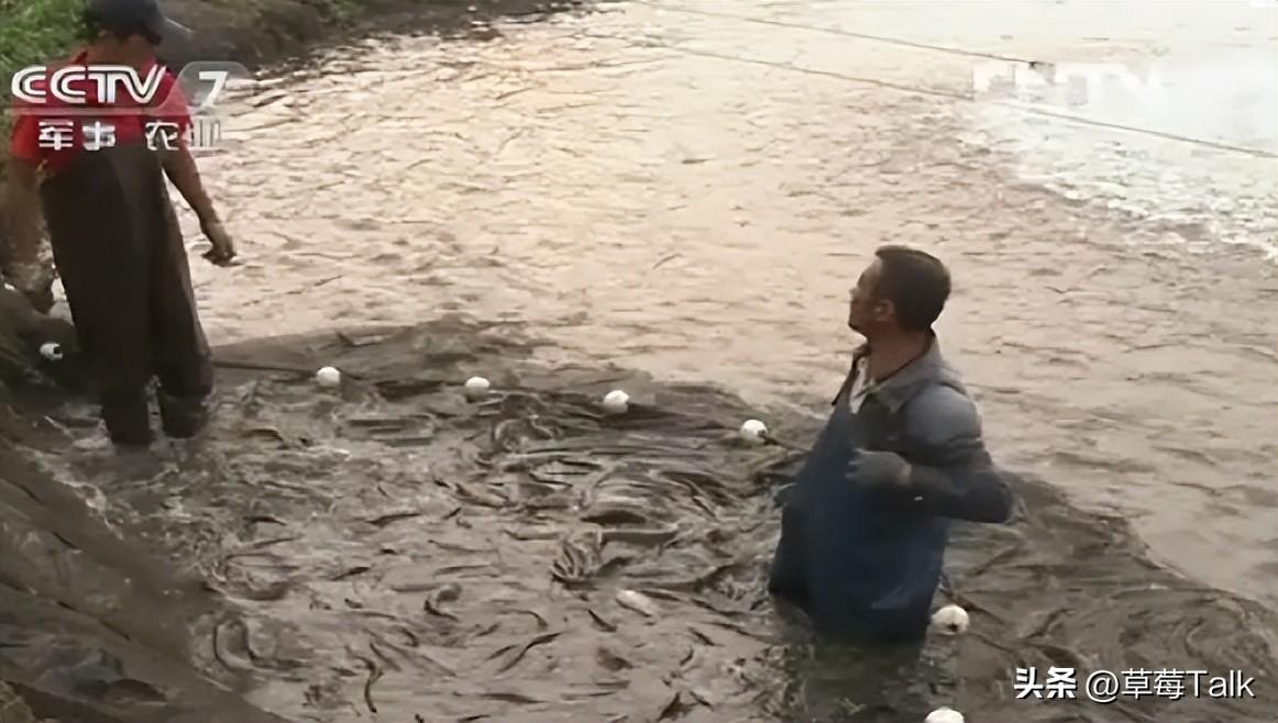 养殖鲶鱼利润多大_cctv7 致富经鲶鱼养殖_养殖鲶鱼赚钱吗