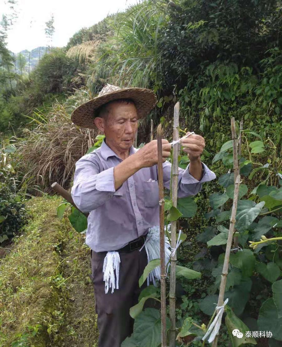 泰顺种植致富果_丝瓜种植致富_大棚樱桃种植成功致富案例