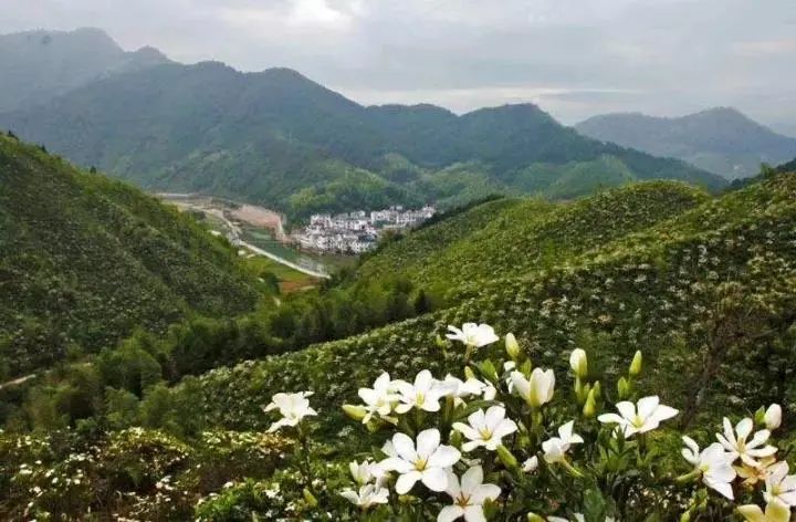 大棚樱桃种植成功致富案例_农村致富种植_泰顺种植致富果