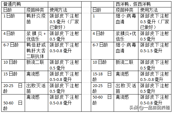 肉鸭完整防疫流程和管理要点，学会后养鸭不求人