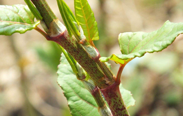 种植虎杖利润怎么样？种虎杖亩产及价格