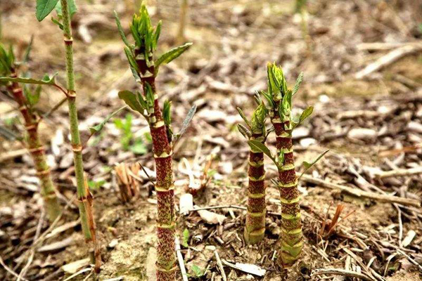 种植虎杖利润怎么样？种虎杖亩产及价格