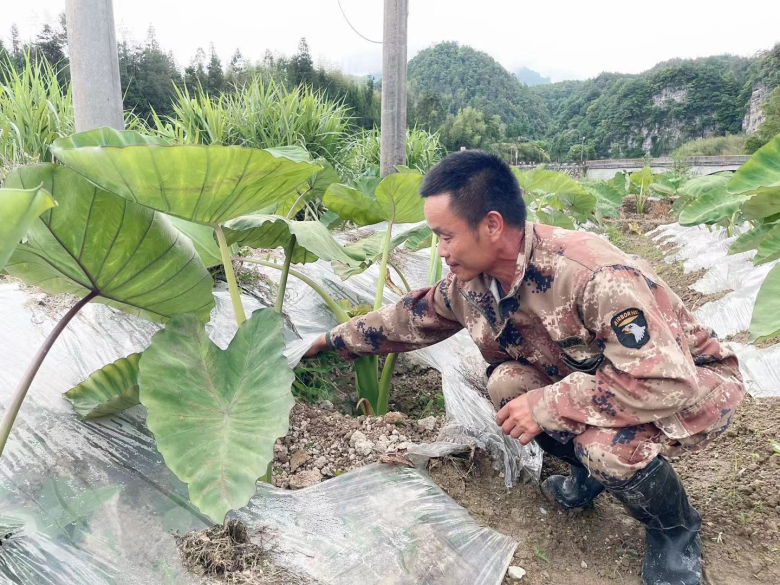 泰顺种植致富果_农村种植什么能致富_泰顺种什么水果