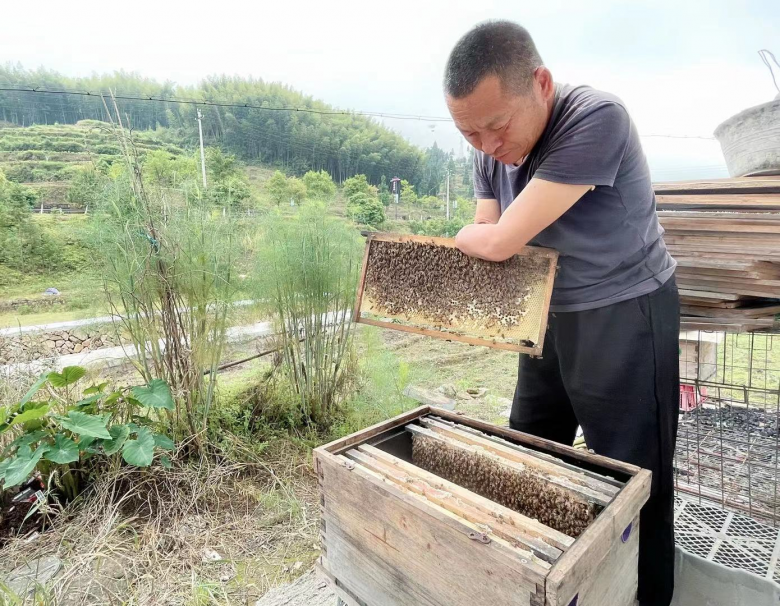 农村种植什么能致富_泰顺种什么水果_泰顺种植致富果