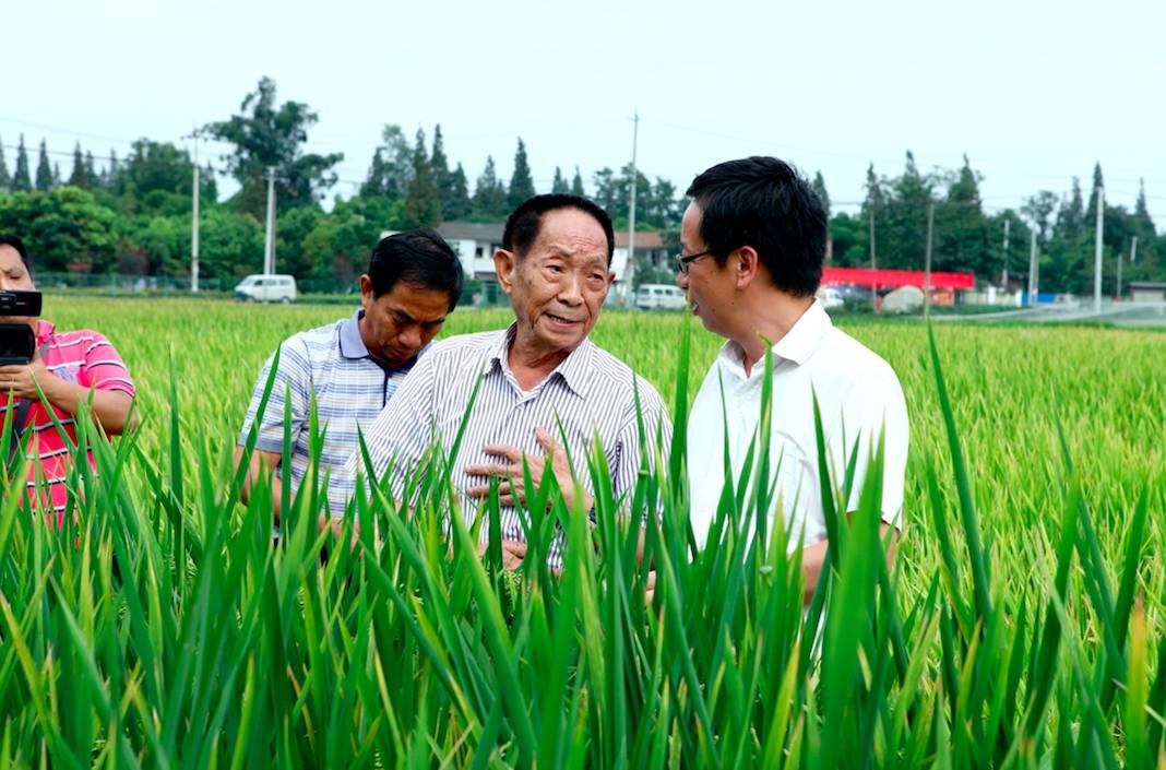 种植水稻助力乡村振兴_农业种植水稻帮扶项目_种植水稻脱贫致富先进乡