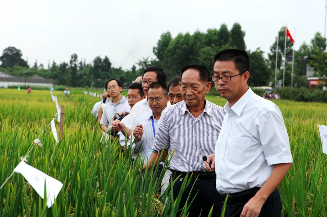 种植水稻脱贫致富先进乡_农业种植水稻帮扶项目_种植水稻助力乡村振兴