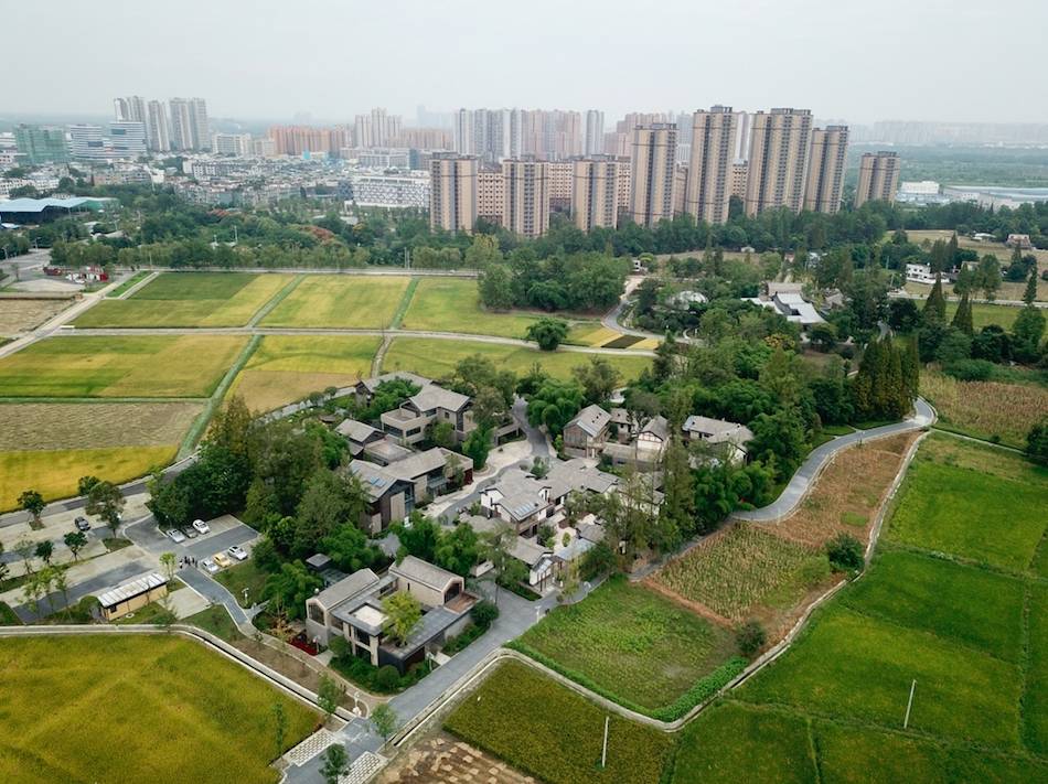 农业种植水稻帮扶项目_种植水稻助力乡村振兴_种植水稻脱贫致富先进乡