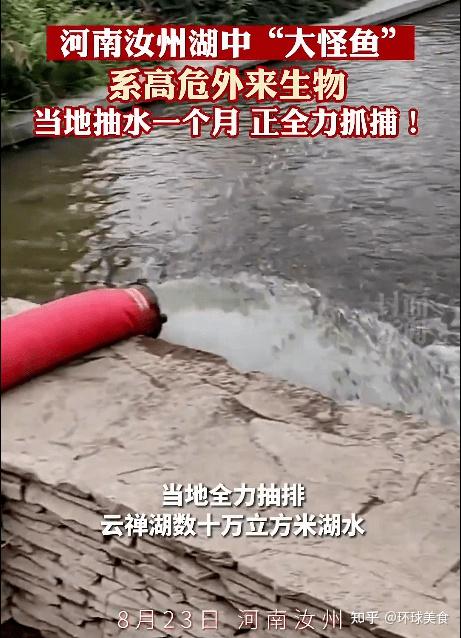 致富经水塘里惊现水怪_乡村水塘惊现水怪_水塘惊现怪物