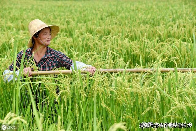 种植稻子_中稻种植技术_种植稻米的有利条件