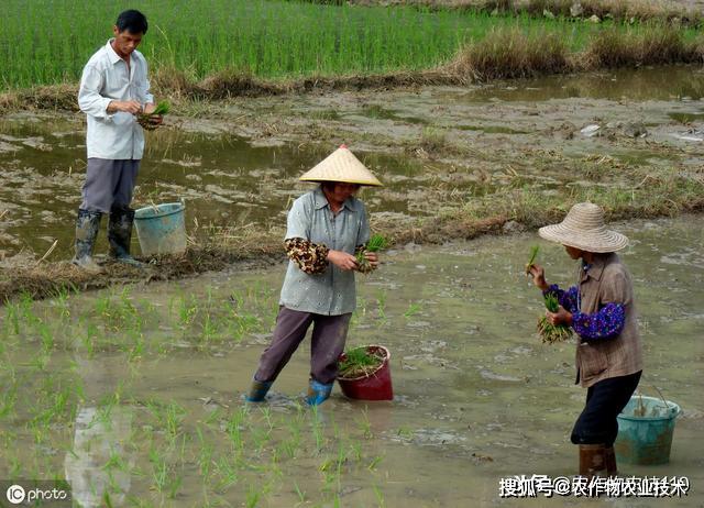 中稻种植技术_种植稻米的有利条件_种植稻子