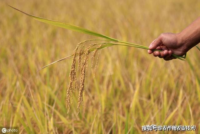 中稻种植技术_种植稻米的有利条件_种植稻子