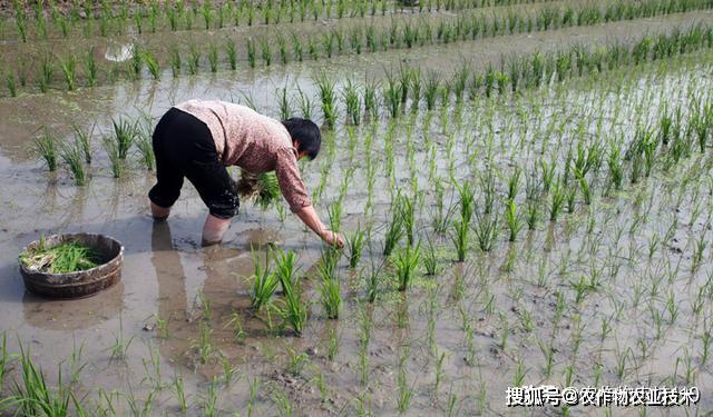 种植稻米的有利条件_种植稻子_中稻种植技术