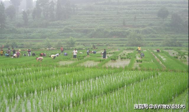 种植稻米的有利条件_中稻种植技术_种植稻子