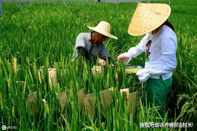 中稻种植技术_种植稻米的有利条件_种植稻子