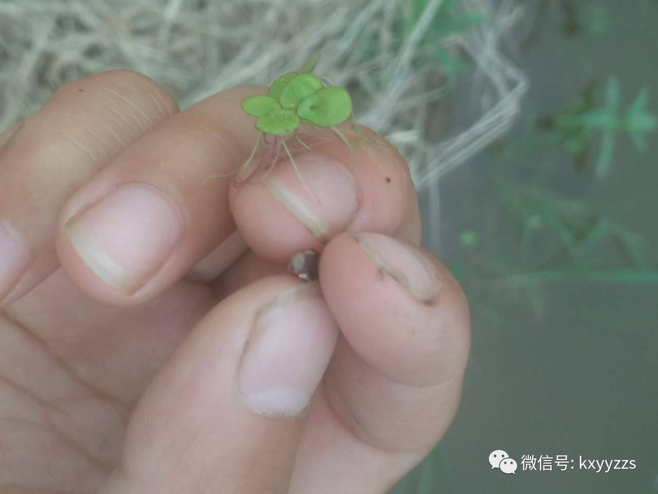 视频致富养殖鳜鱼是真的吗_致富经鳜鱼养殖视频_养殖鳜鱼技术