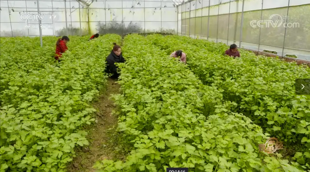 买房种地发家致富_致富经放弃房地产种菜_致富经种蔬菜种出千万财富