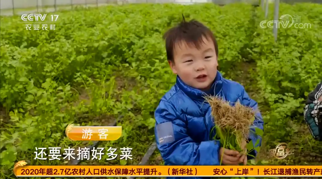 买房种地发家致富_致富经放弃房地产种菜_致富经种蔬菜种出千万财富