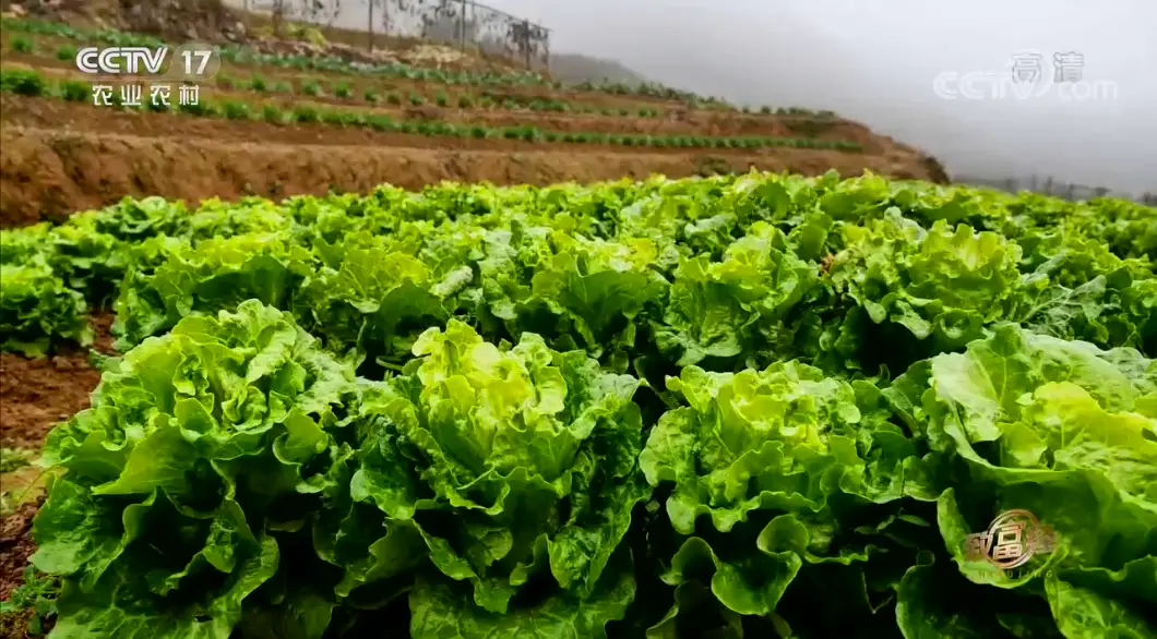 致富经放弃房地产种菜_买房种地发家致富_致富经种蔬菜种出千万财富