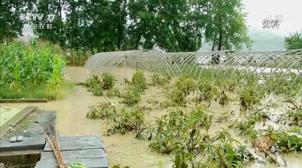 买房种地发家致富_致富经种蔬菜种出千万财富_致富经放弃房地产种菜