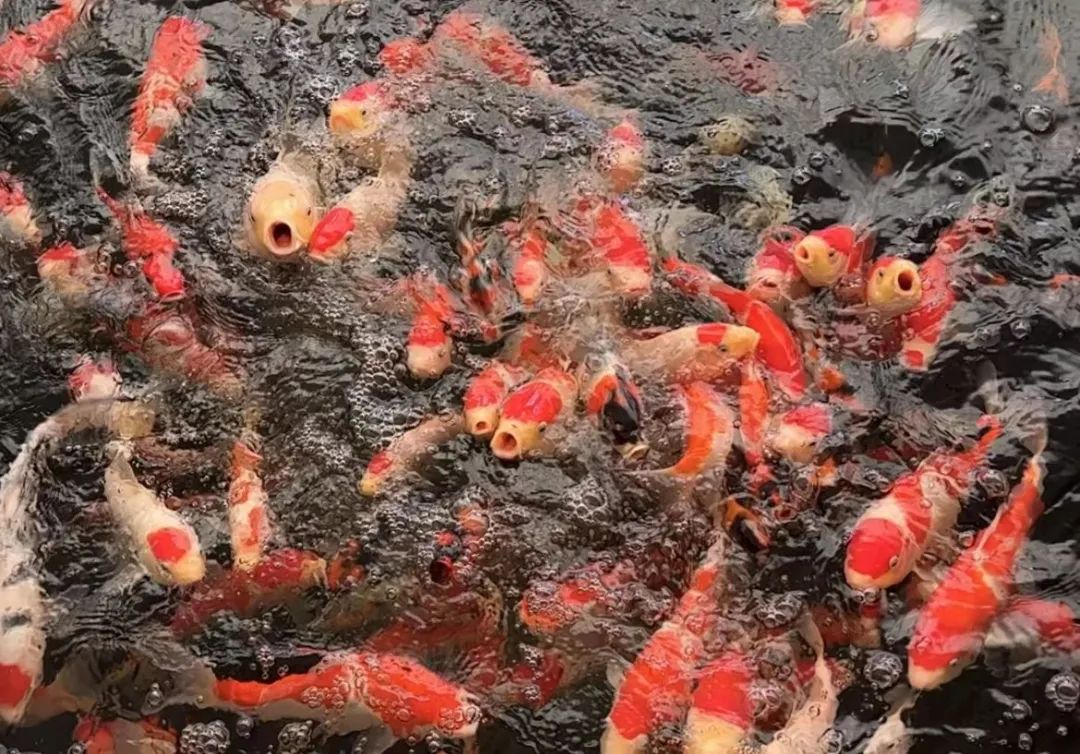 狐貉养殖走上致富路_狐貉饲料十大排名_养殖狐狸挣钱吗