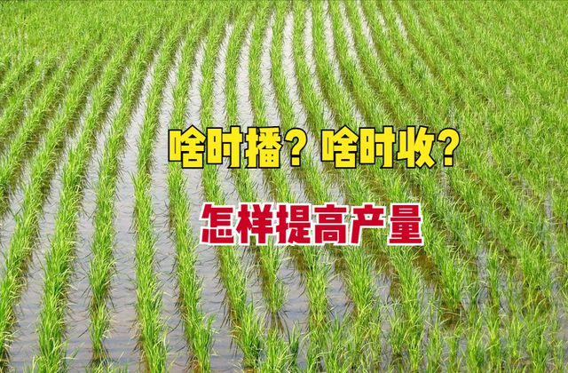 中稻几月份播种？几月份收获？8个种植技巧让你轻松增产增收