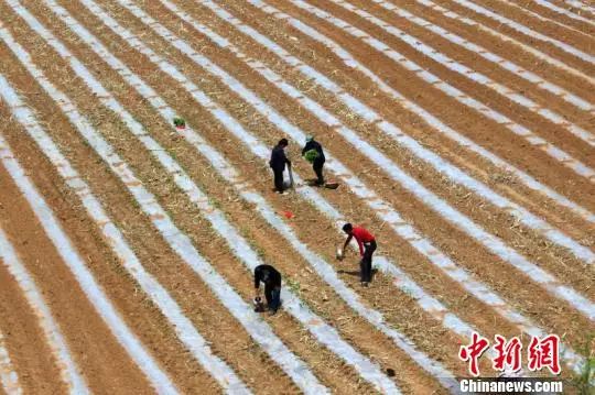 冬季种辣椒的利润是多少_冬天辣椒种植_种植冬季辣椒致富