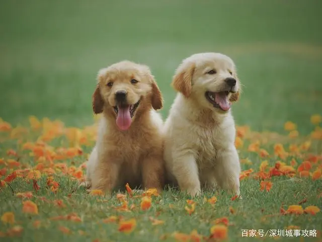 深圳犬只芯片免费预约注射！在深圳养狗还要做好这些事