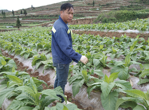 种植致富带头人发言稿_党员致富带头人_党员种植带头致富