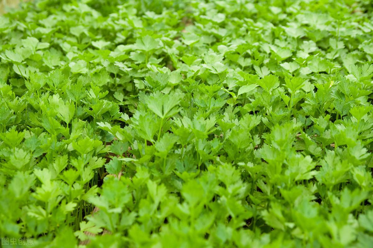 水芹菜在池塘种植技术视频_水芹菜养鱼_鱼塘水芹菜种植技术