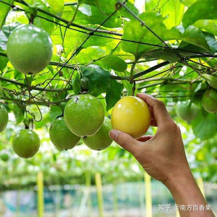 玉竹的种植方法和技术_玉竹种植技术视频_种植玉竹方法技术有哪些