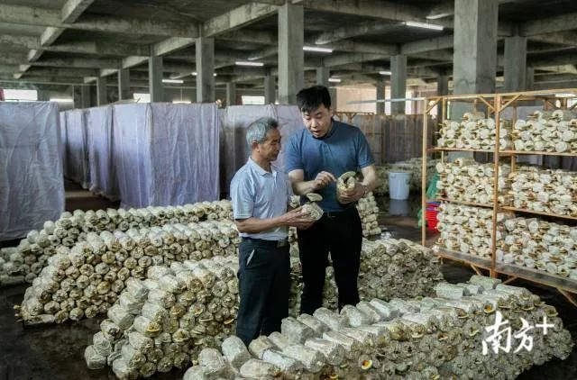 种植灵芝挣钱吗_致富灵芝种植人员名单_灵芝种植致富人