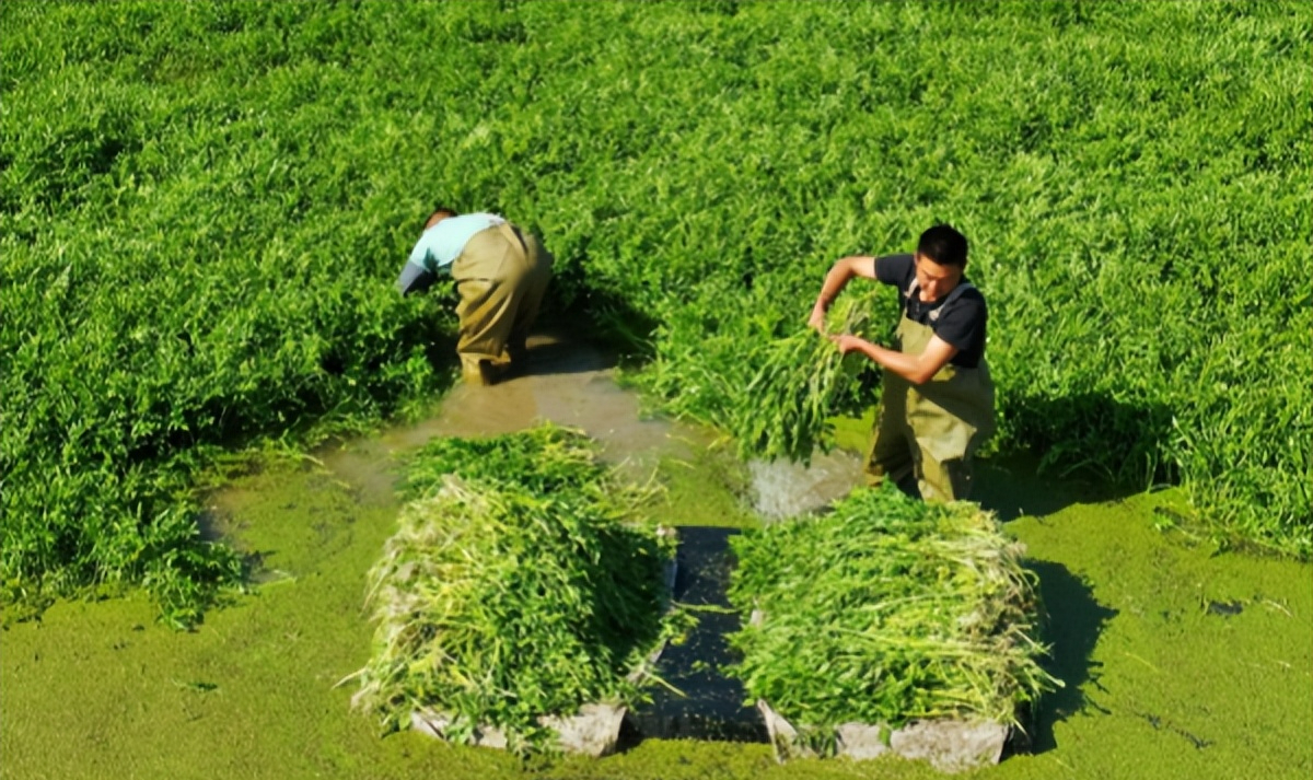 鱼塘水芹菜种植技术_鱼塘水面芹菜种植_水芹菜养鱼