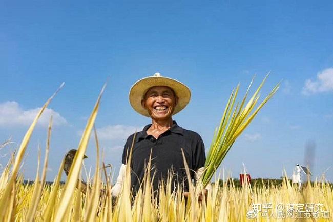 山稻种植技术视频_山上稻谷种植技术视频_山稻谷怎么种