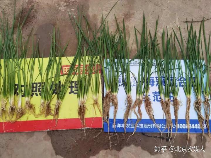 种植水稻视频_山稻种植技术视频_山稻谷怎么种