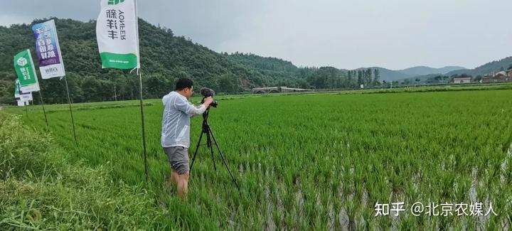 种植水稻视频_山稻谷怎么种_山稻种植技术视频