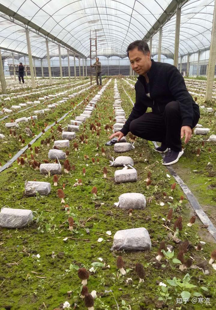 香菇种植新技术视频_香菇种植新技术._香菇种植技术书