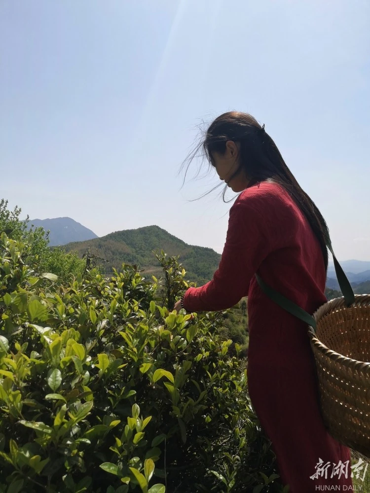 “谷雨烟茶”步入发展快车道 企业助力乡村振兴正当时