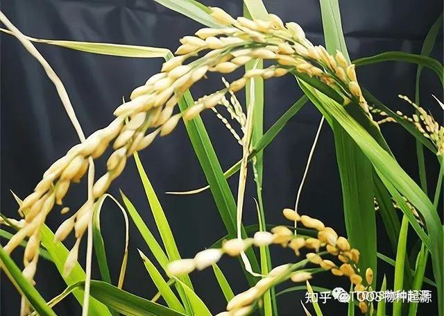 山上稻谷种植技术视频_山稻谷种植技术_山稻种植技术视频