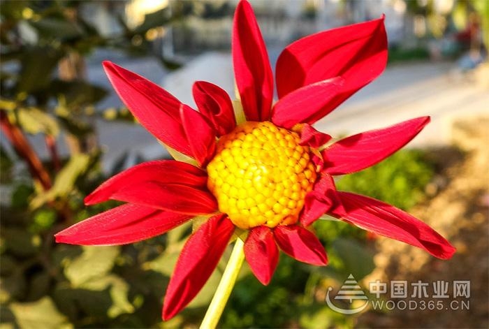 花种植技术生_种植花生技术管理视频讲座_种植花生技术视频