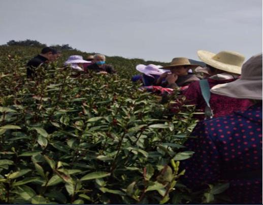 靠茶叶致富_茶叶种植致富之家_种植茶叶赚钱吗